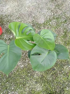 龜背竹 別具匠心的禮品花卉選擇