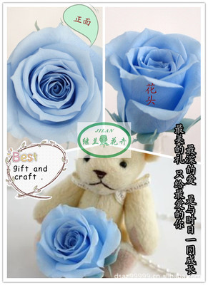 全球暢銷，廠家直銷——昆明鄭繼蘭花卉優質保鮮花花材批發與零售