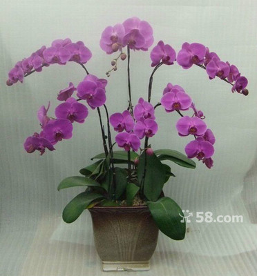 青島禮花傳情，品質(zhì)服務(wù)隨心——58網(wǎng)鄰?fù)▽I(yè)禮品花卉銷售解決方案