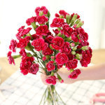 驚喜綻放 18支多頭康乃馨，29.9元傳遞溫馨祝福